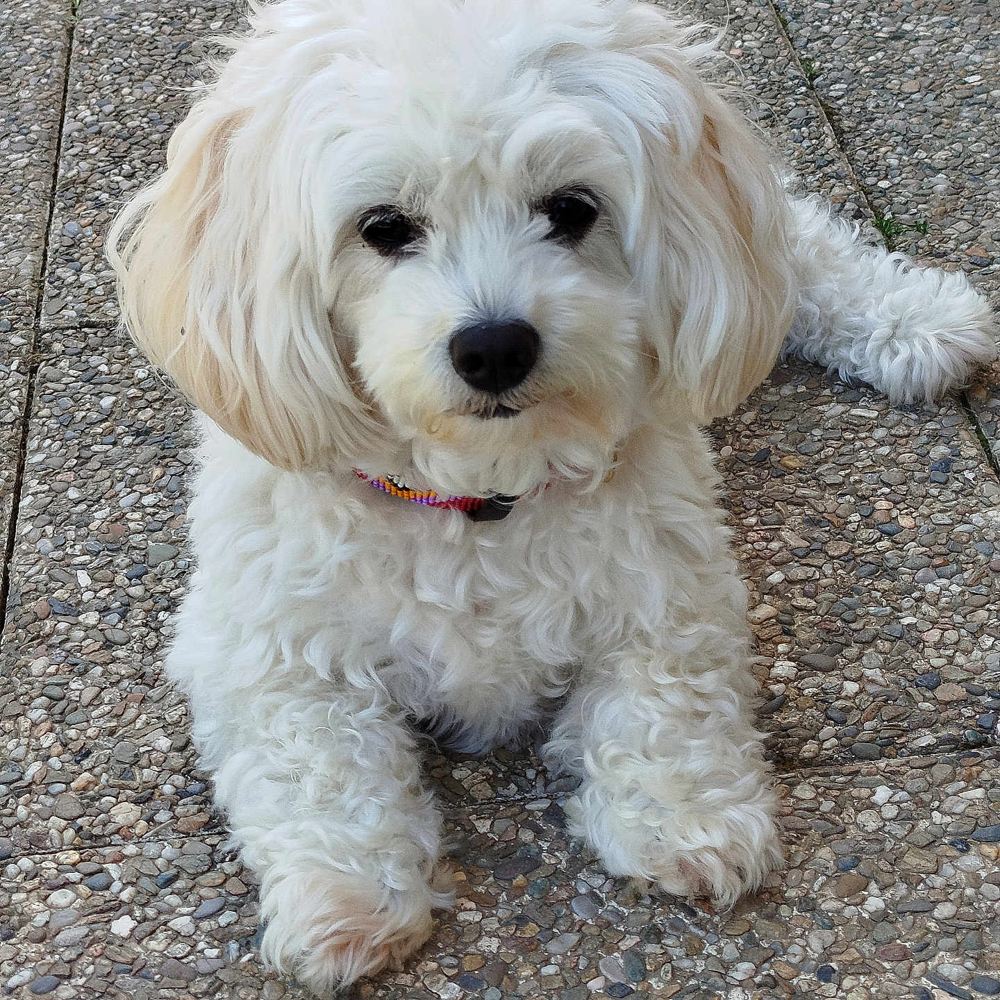 Chipie