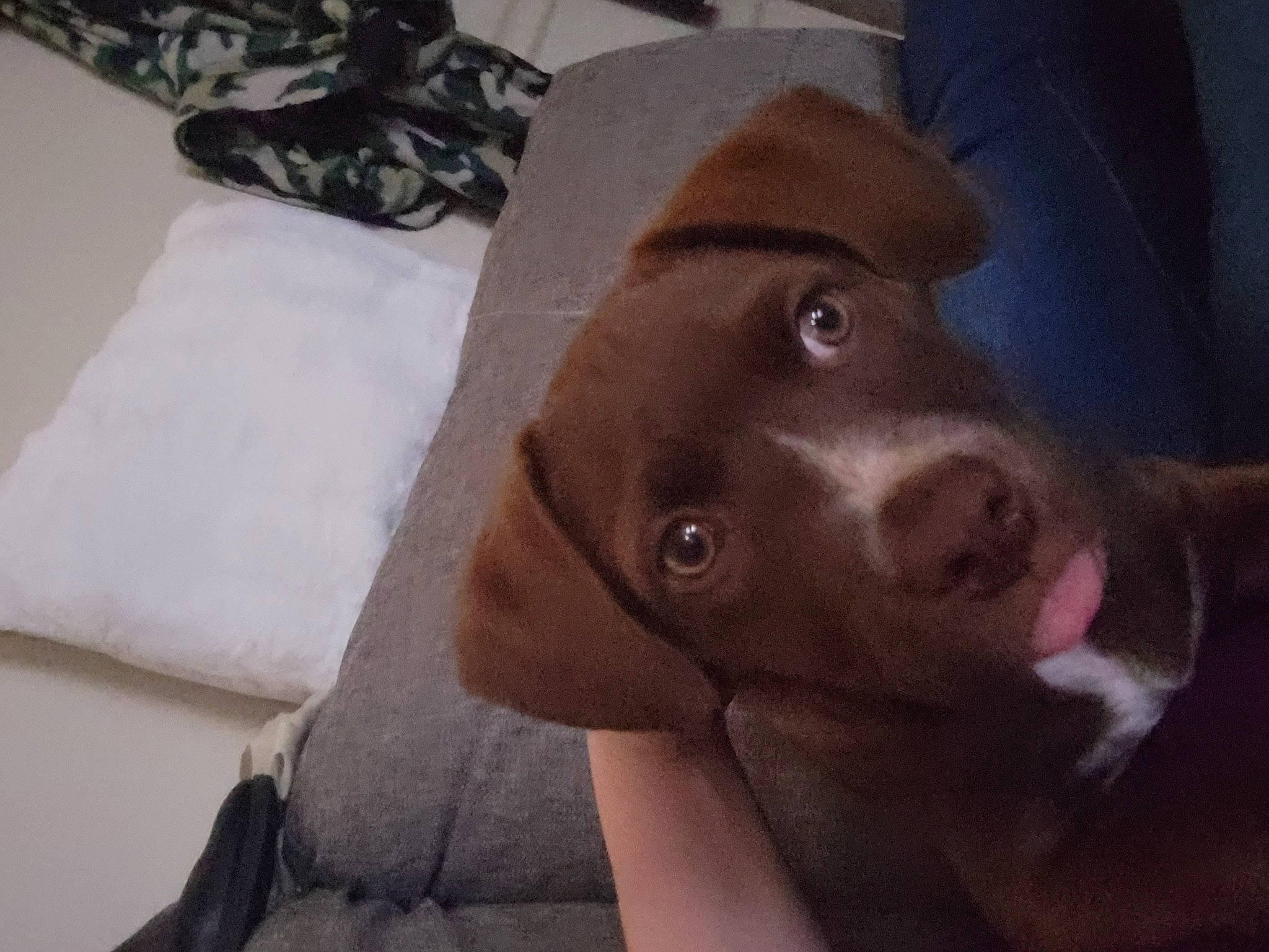 Hazel joined the competition — help win amazing prizes! canidae, cap, carnivore, comfort, companion_dog, dog, dog_breed, ear, fawn, fur, gun_dog, hat, liver, pointing_breed, puppy, selfie, snout, sporting_group, whiskers, working_animal