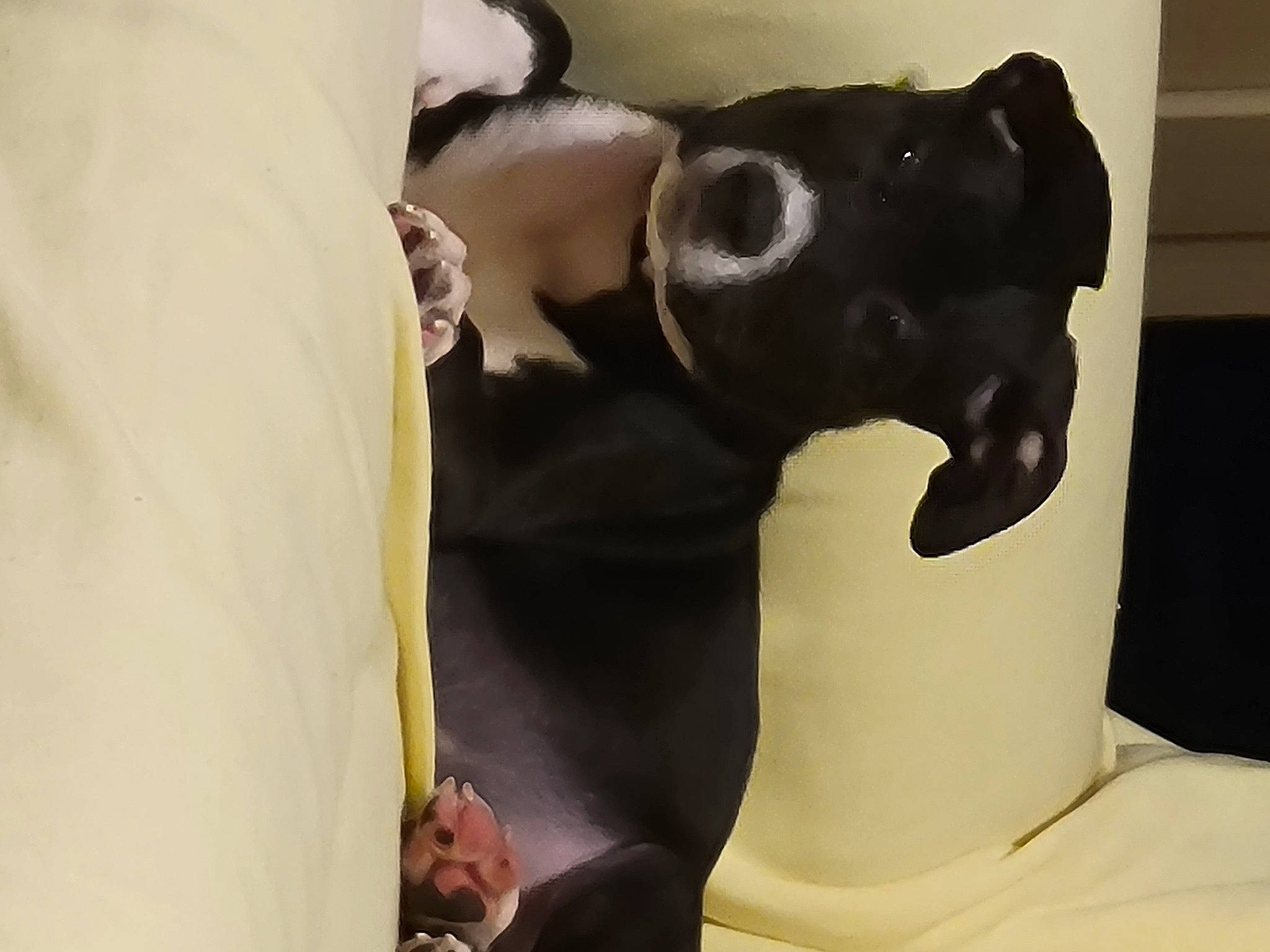 Cecelia joined the competition — help win amazing prizes! abdomen, art, carnivore, chest, comfort, companion_dog, dog_breed, elbow, fawn, formal_wear, fur, gesture, human_leg, knee, sculpture, sleeve, snout, trunk, waist, working_animal