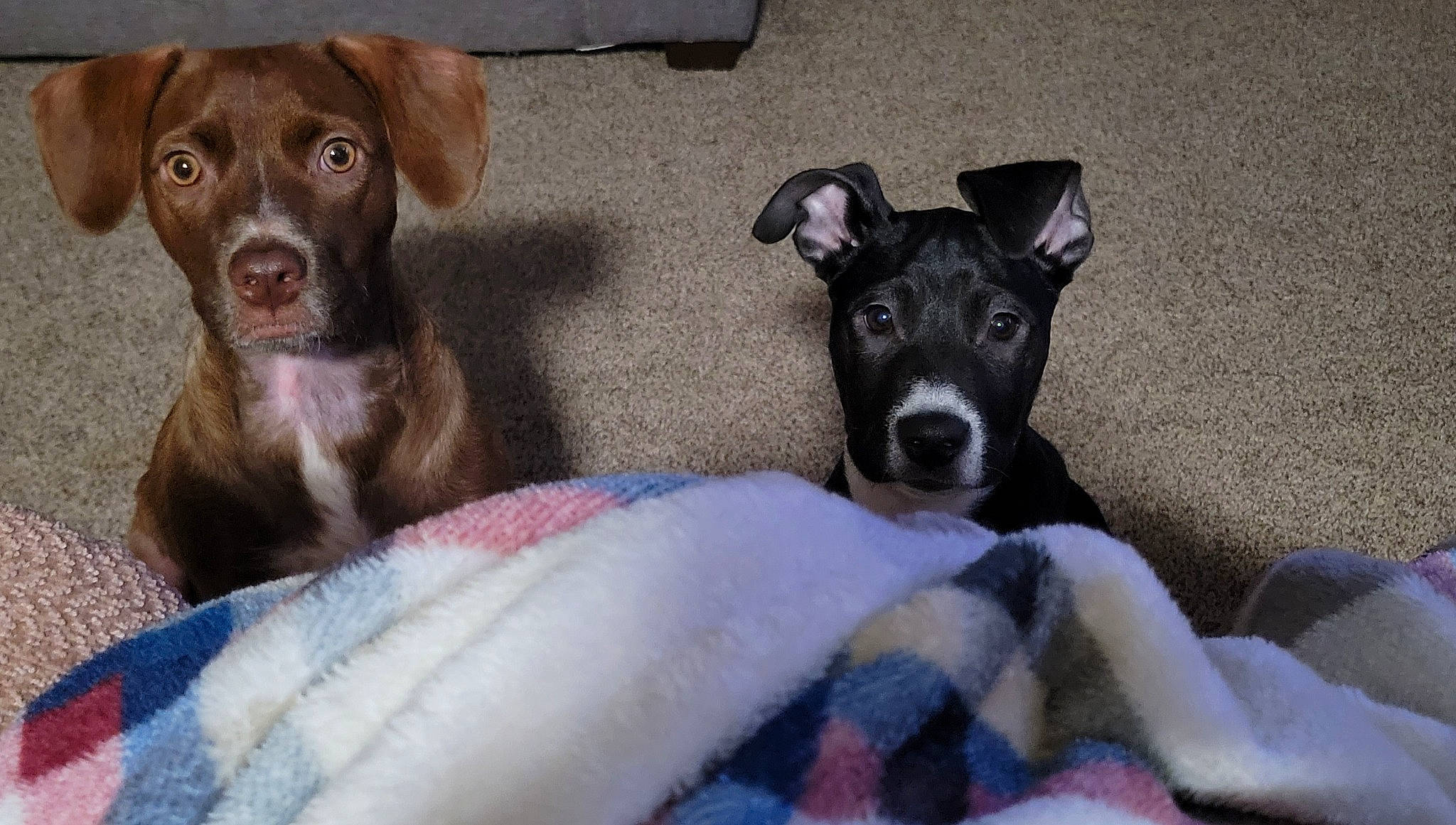 Cecelia is registered to the contest to win money with this photo: canidae, carnivore, collar, comfort, companion_dog, dog, dog_breed, dog_supply, fawn, fur, gun_dog, liver, non_sporting_group, pet_supply, puppy, snout, sporting_group, whiskers, working_animal