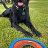 Lotus is registered to the contest to win money with this photo: animal, black_labrador, canine, collar, dog, frisbee, grass, greenery, happy, mammal, nature, outdoor, park, pet, playful, recreation, resting, summer, tongue_out, toy