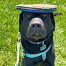Lotus joined the competition — help win amazing prizes! animal, balance, black_dog, canine, closeup, collar, daylight, dog, frisbee, grass, greenery, leash, obedient, outdoor, park, pet, playful, portrait, sunny, toy