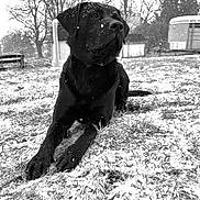 Lotus joined the competition — help win amazing prizes! animal, black_dog, canine, cold, daytime, dog, farm, field, fur, grass, laying_down, nature, outdoor, portrait, quiet, rural, snow, snowflakes, trees, winter