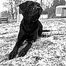 animal, black_dog, canine, cold, daytime, dog, farm, field, fur, grass, laying_down, nature, outdoor, portrait, quiet, rural, snow, snowflakes, trees, winter