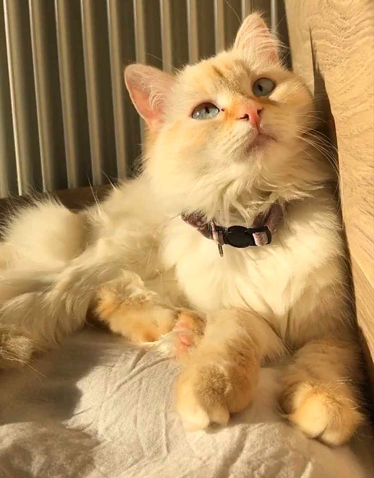 Luna
