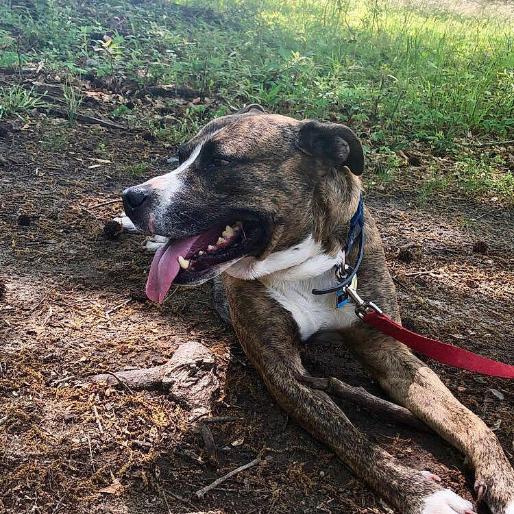 Ty joined the competition — help win amazing prizes! adventure, alano_espanol, alaunt, canidae, carnivore, dog, dog_breed, galgo_espanol, mammal, mountain_cur, plant, sporting_group, tree