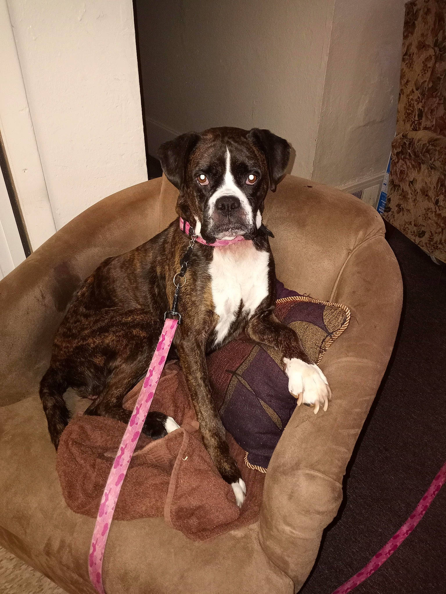 Foxcy is registered to the contest to win money with this photo: carnivore, collar, comfort, companion_dog, couch, dog, dog_breed, dog_collar, dog_supply, fawn, flooring, fur, guard_dog, leash, liver, pet_supply, sporting_group, tail, whiskers, working_animal