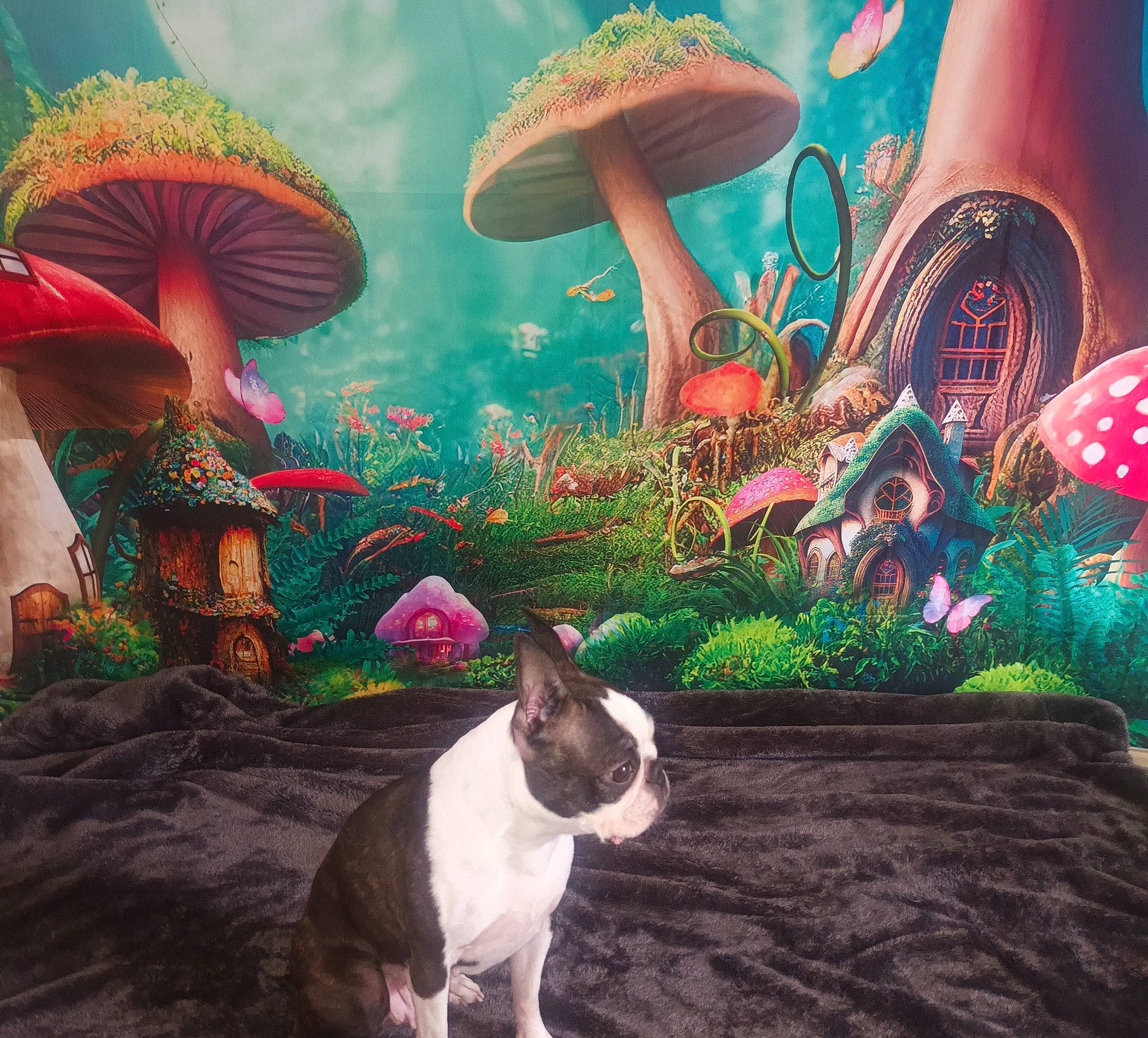 Paillette participe au concours pour gagner de l'argent avec cette photo : adaptation, art, botany, dog, fawn, grass, green, light, magenta, mammal, mushroom, nature, organism, paint, photograph, pink, plant, snapshot, terrestrial_plant, vertebrate