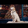 animal, celebration, christmas, christmas_tree, collar, dog, festive, fur, golden_retriever, happy, holiday_decorations, indoor, lights, ornaments, pet, seasonal, smiling, table, window, wreath