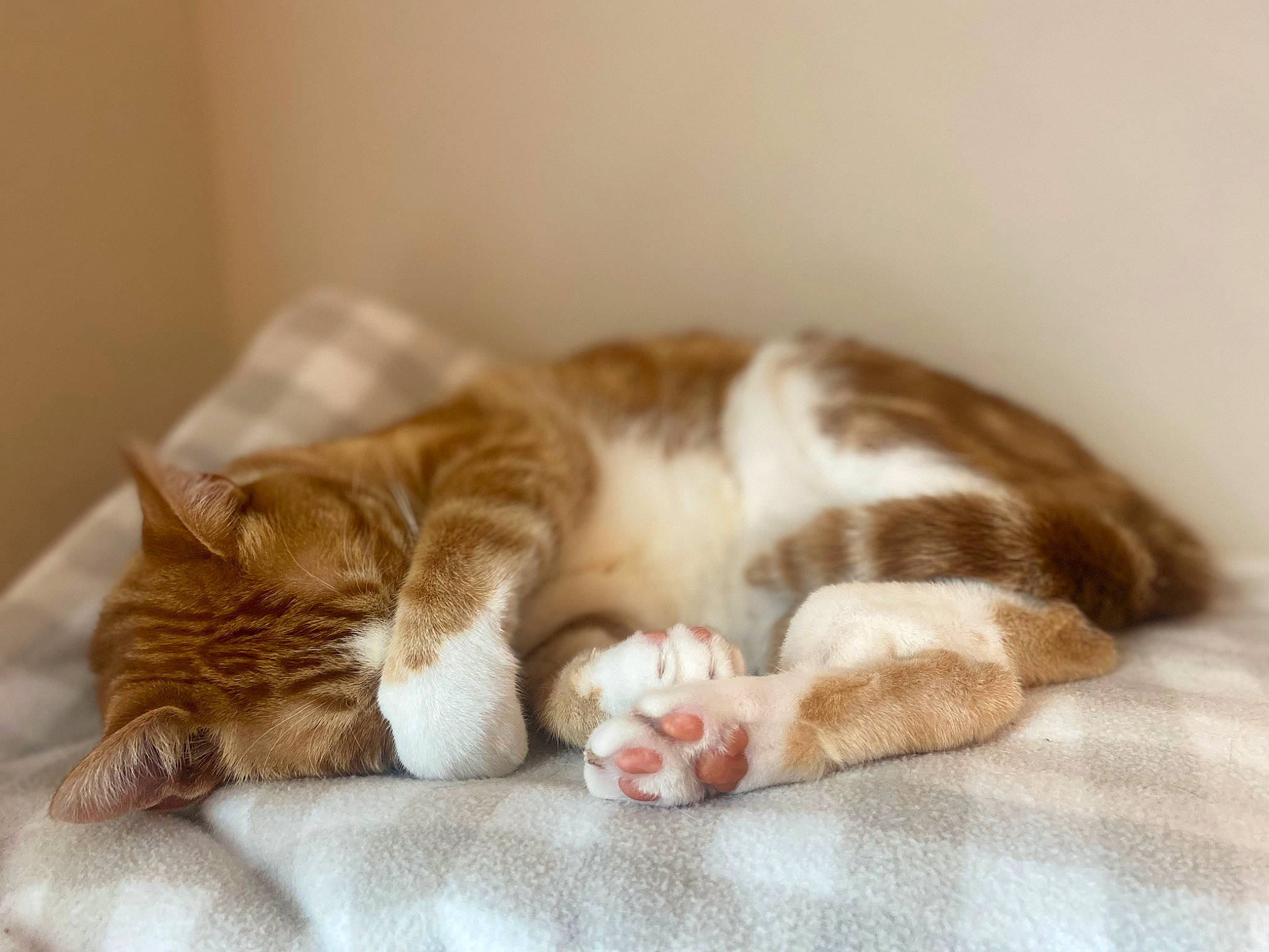 Teddy joined the competition — help win amazing prizes! bed, bed_sheet, bedding, carnivore, cat, cat_supply, claw, comfort, domestic_short_haired_cat, fawn, felidae, fur, linens, nap, paw, sleep, small_to_medium_sized_cats, snout, tail, whiskers