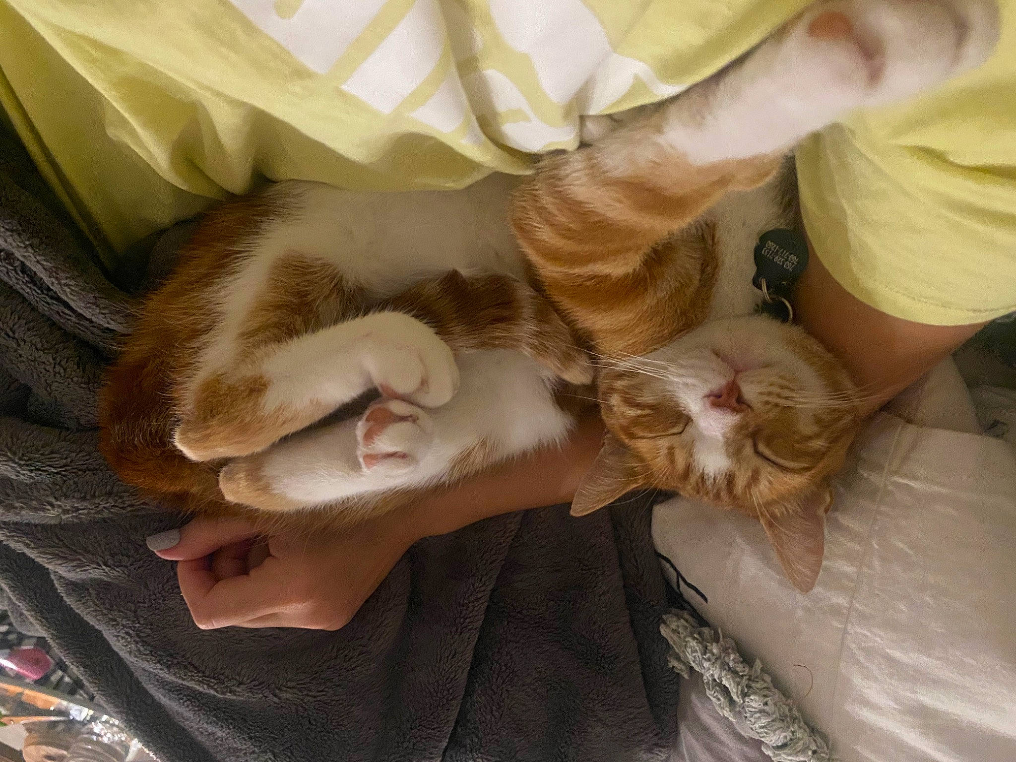 Teddy joined the competition — help win amazing prizes! canidae, carnivore, cat, claw, comfort, companion_dog, domestic_short_haired_cat, ear, eyelash, fawn, felidae, fur, gesture, lap, mammal, nail, small_to_medium_sized_cats, vertebrate, whiskers, wrist