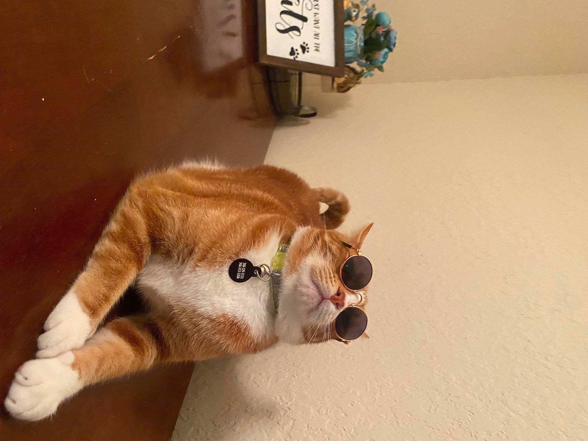 Teddy is registered to the contest to win money with this photo: big_cats, canidae, carnivore, companion_dog, dog_breed, fawn, felidae, flooring, paw, plush, small_to_medium_sized_cats, snout, sporting_group, stuffed_toy, tail, terrestrial_animal, toy, whiskers, wood, working_animal
