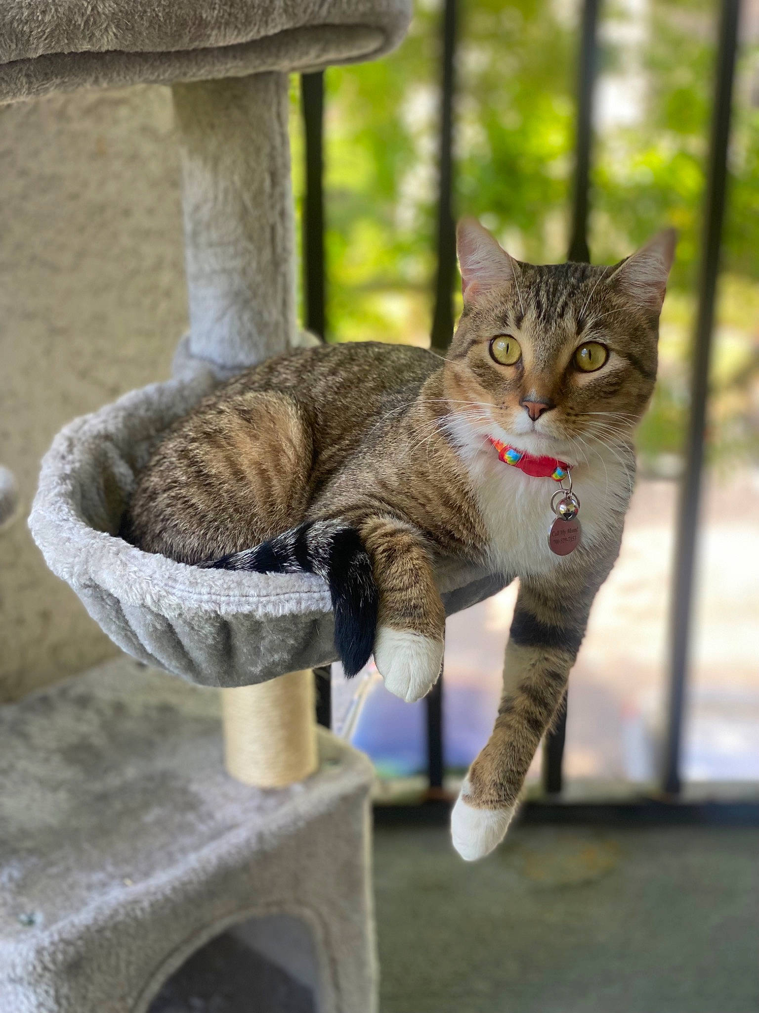 Milo is registered to the contest to win money with this photo: carnivore, cat, cat_supply, claw, domestic_short_haired_cat, fawn, felidae, fur, grass, plant, sitting, small_to_medium_sized_cats, snout, tail, terrestrial_animal, tree, trunk, whiskers, wildlife, wood
