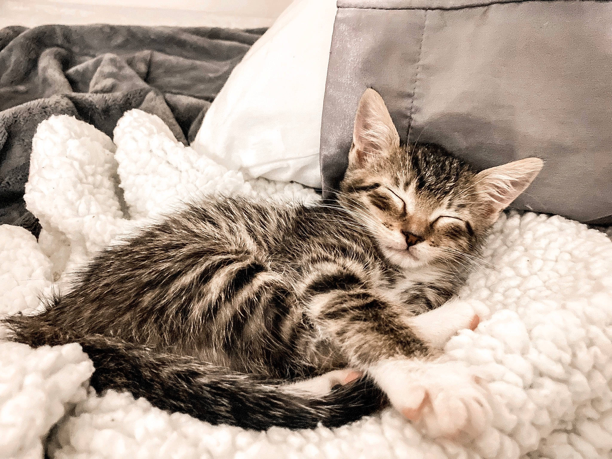Milo joined the competition — help win amazing prizes! bed, bedding, carnivore, cat, claw, close_up, comfort, domestic_short_haired_cat, felidae, fur, linens, monochrome, monochrome_photography, nap, paw, pillow, small_to_medium_sized_cats, snout, tail, whiskers