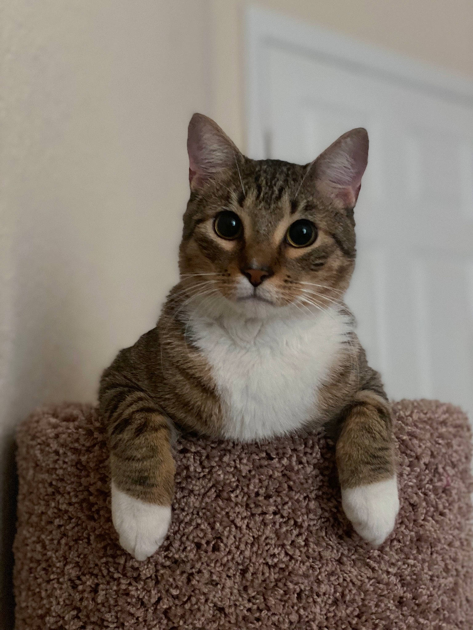 Milo is registered to the contest to win money with this photo: carnivore, cat, domestic_short_haired_cat, eye, fawn, felidae, fur, paw, small_to_medium_sized_cats, tail, terrestrial_animal, whiskers, window