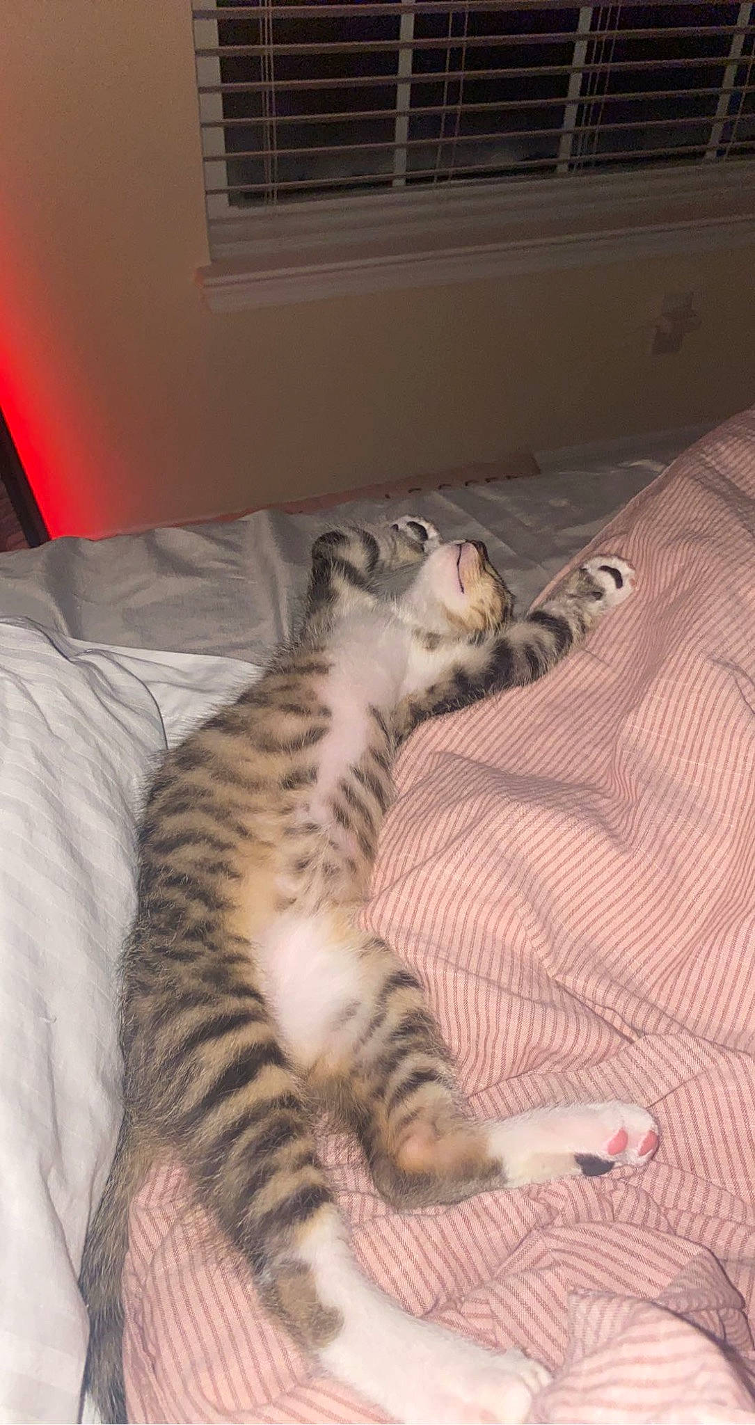 Milo joined the competition — help win amazing prizes! bed, bengal_tiger, big_cats, carnivore, cat, comfort, domestic_short_haired_cat, fawn, felidae, foot, fur, nap, paw, room, siberian_tiger, small_to_medium_sized_cats, snout, tail, terrestrial_animal, whiskers