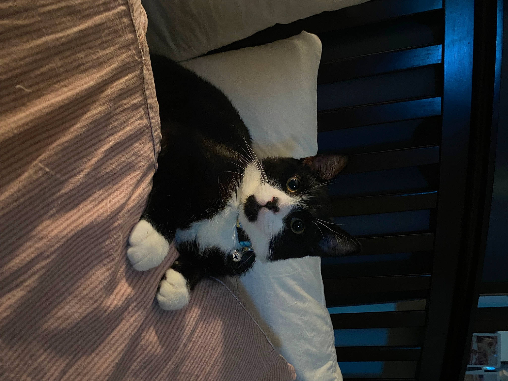 Daffy is registered to the contest to win money with this photo: canidae, carnivore, cat, comfort, domestic_short_haired_cat, eye, felidae, flooring, foot, fur, hardwood, human_leg, lap, paw, small_to_medium_sized_cats, snout, tail, tints_and_shades, whiskers, wood