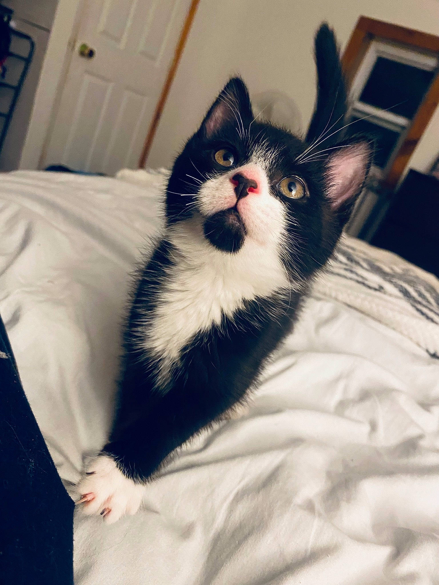 Daffy joined the competition — help win amazing prizes! carnivore, cat, comfort, domestic_short_haired_cat, eye, felidae, foot, formal_wear, fur, hair, head, human_body, human_leg, paw, sitting, small_to_medium_sized_cats, snout, tail, whiskers, window