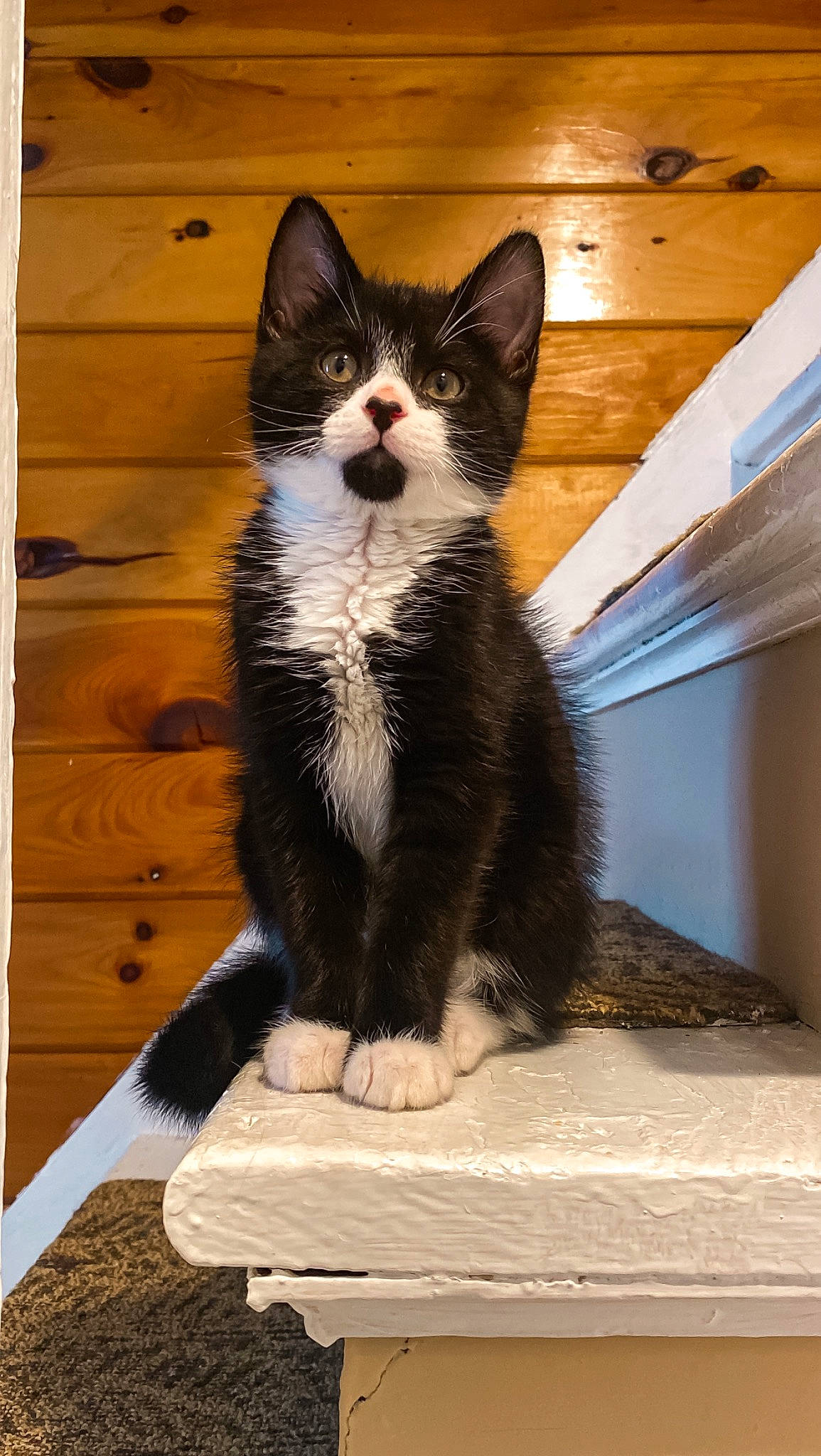 Daffy joined the competition — help win amazing prizes! carnivore, cat, domestic_short_haired_cat, felidae, flooring, formal_wear, fur, hardwood, paw, small_to_medium_sized_cats, snout, tail, terrestrial_animal, whiskers, wood
