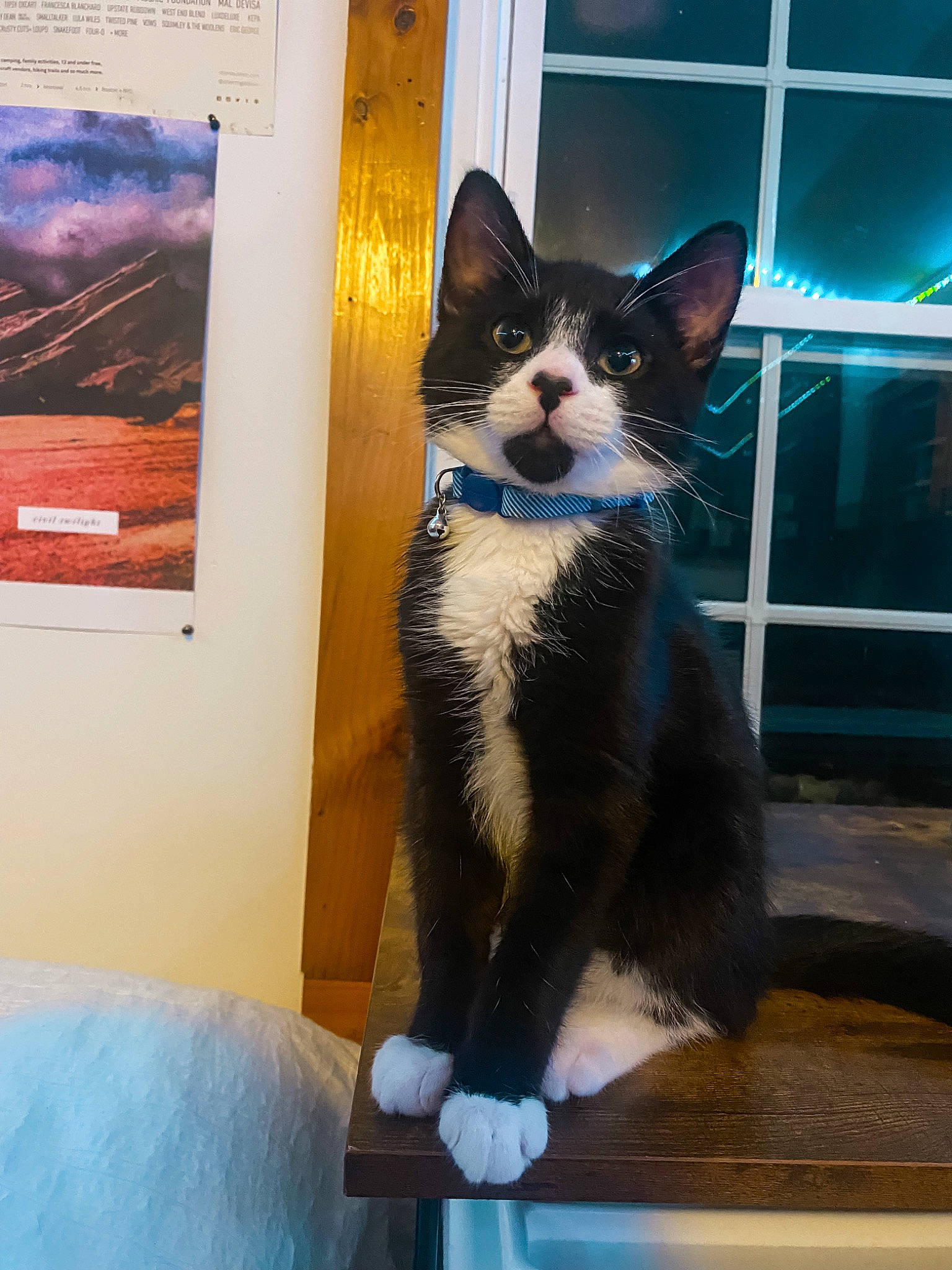 Daffy is registered to the contest to win money with this photo: carnivore, cat, domestic_short_haired_cat, electric_blue, felidae, formal_wear, fur, paw, small_to_medium_sized_cats, snout, tail, whiskers, window, wood