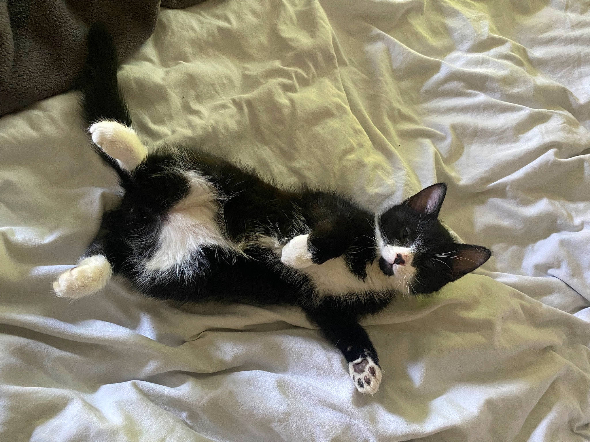Daffy is registered to the contest to win money with this photo: carnivore, cat, claw, comfort, domestic_short_haired_cat, felidae, fur, linens, paw, small_to_medium_sized_cats, tail, textile, whiskers