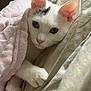 Snow participe au concours pour gagner de l'argent avec cette photo : cat, white_cat, blanket, pink_blanket, paw, closeup, cozy, indoor, pet, cute, fur, relaxing, resting, soft_texture, bed, comfort, animal, sleepy, domestic_cat, whiskers