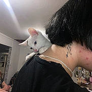 Snow a rejoint le concours — aidez-le/la à gagner de superbes lots ! kitten, cat, person, shoulder, necklace, tattoo, indoor, woman, short_hair, black_hair, white_cat, curious, scarf, table, room, light, furniture, brick_wall, watching, casual