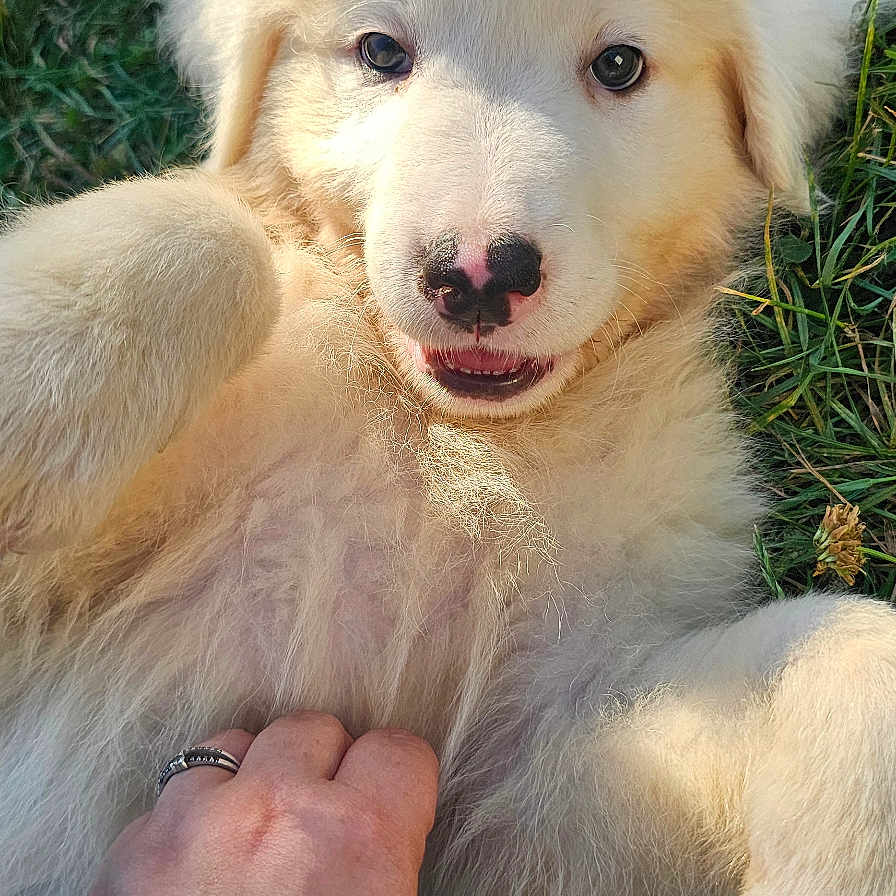 Volt participe au concours pour gagner de l'argent avec cette photo : accessories, animal, baby, bodypart, bracelet, canine, dog, eskimodog, finger, goldenretriever, grass, hand, husky, jewelry, person, pet, plant, puppy, ring, whitedog