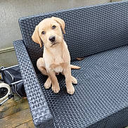 àïko participe au concours pour gagner de l'argent avec cette photo : dog, puppy, bench, wicker_bench, outdoor, pet, sitting, cute, looking_at_camera, head_tilt, paws, tan_fur, porch, wooden_floor, nose, eyes, adorable, backrest, single_animal, companion