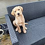 adorable, backrest, bench, companion, cute, dog, eyes, head_tilt, looking_at_camera, nose, outdoor, paws, pet, porch, puppy, single_animal, sitting, tan_fur, wicker_bench, wooden_floor