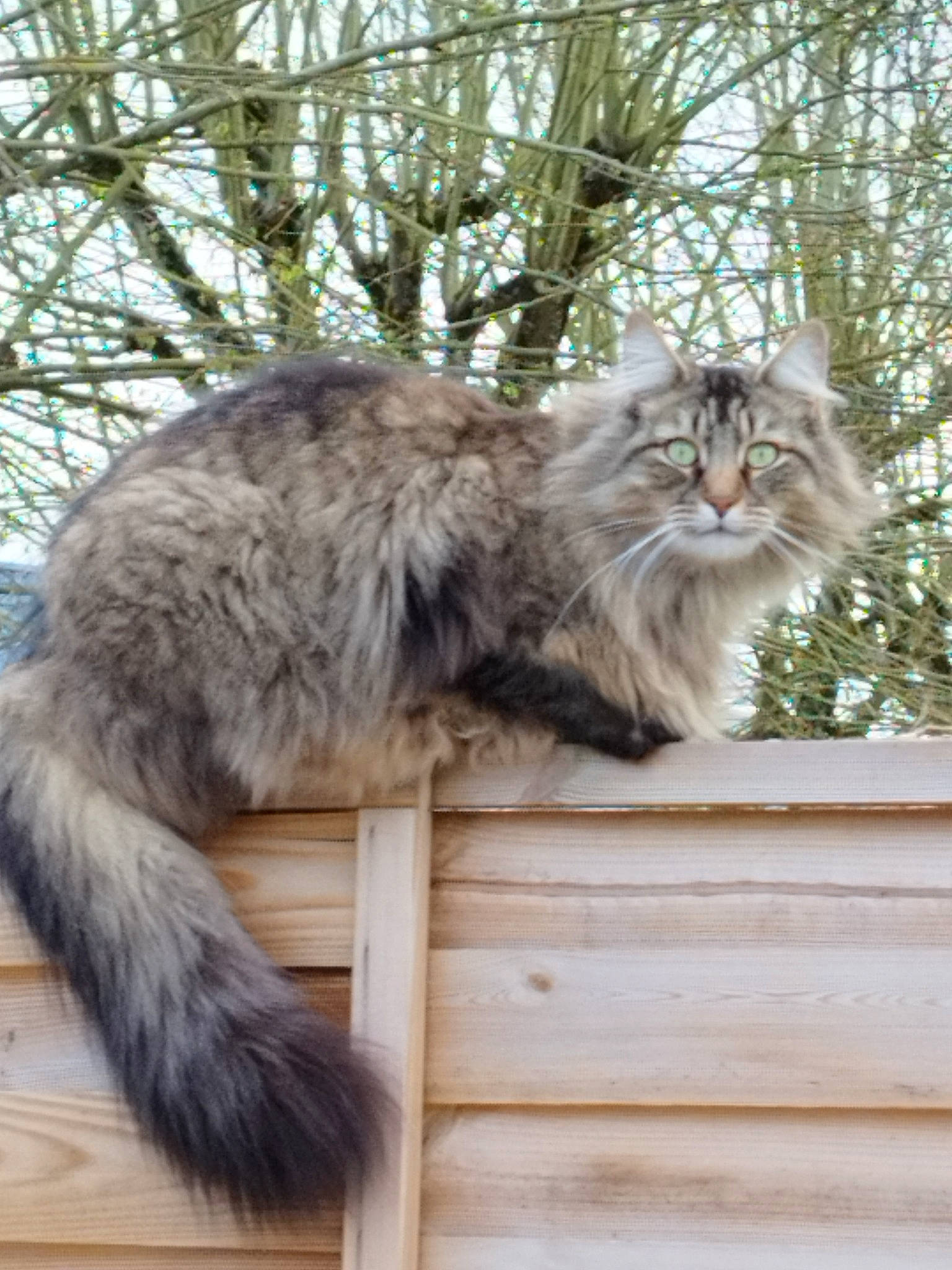 Santana a rejoint le concours — aidez-le/la à gagner de superbes lots ! british_longhair, carnivore, cat, fawn, felidae, fur, grass, maine_coon, mammal, plant, small_to_medium_sized_cats, snout, tail, terrestrial_animal, tree, vertebrate, whiskers, wood