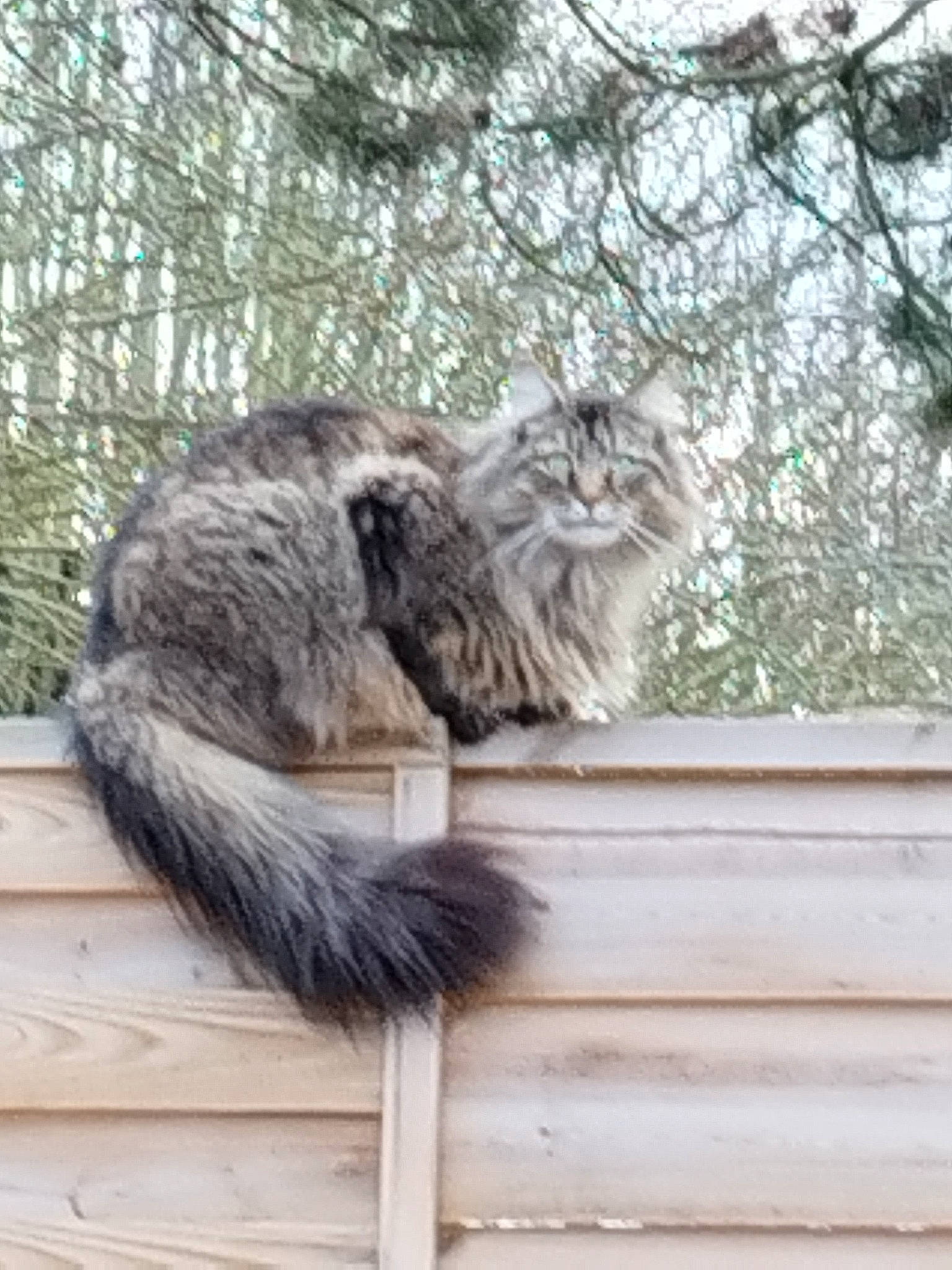 Santana participe au concours pour gagner de l'argent avec cette photo : british_longhair, carnivore, cat, domestic_short_haired_cat, felidae, fur, grass, maine_coon, small_to_medium_sized_cats, snout, tail, terrestrial_animal, tree, twig, whiskers, wildlife, window, wood