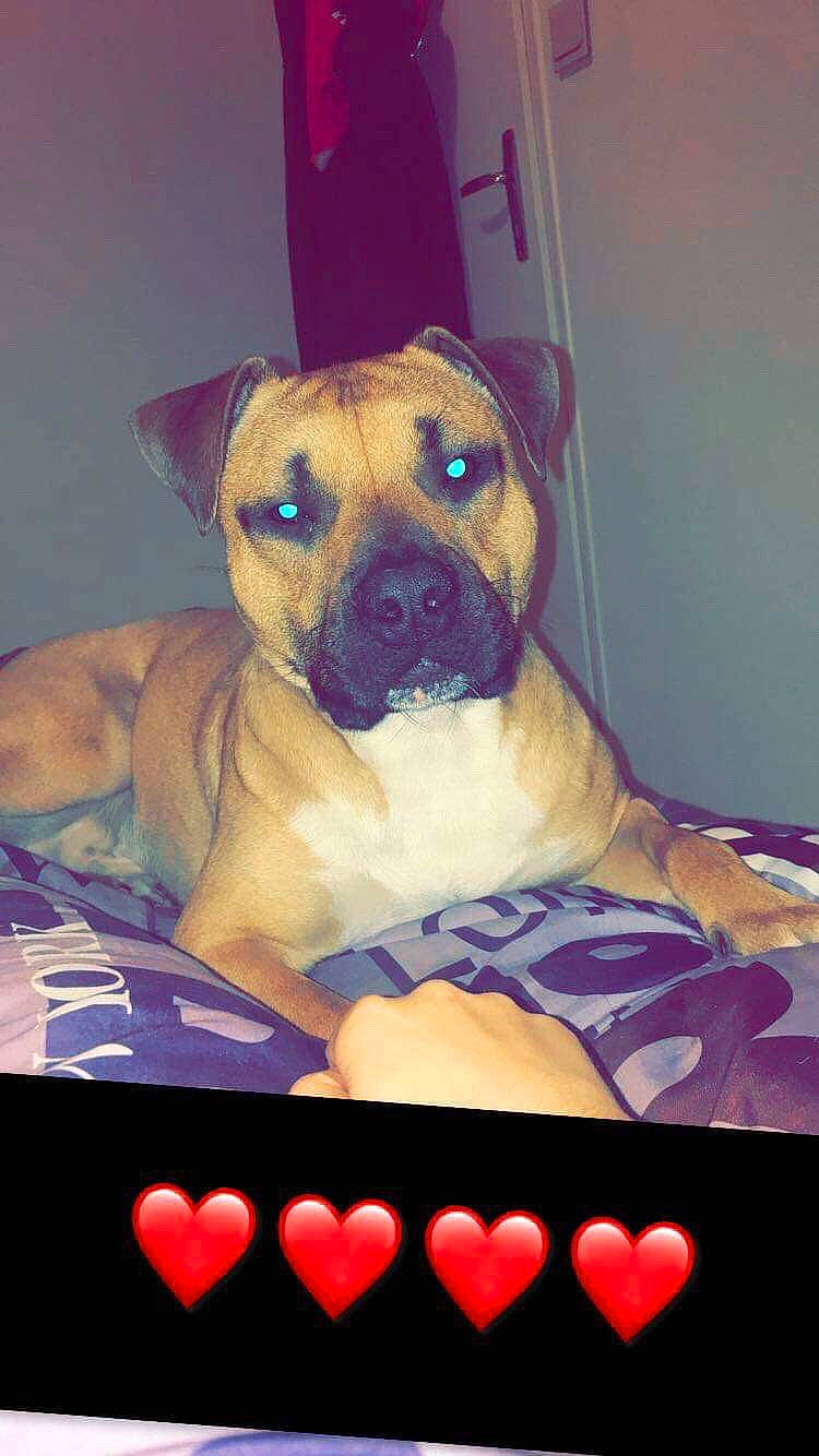 Narco participe au concours pour gagner de l'argent avec cette photo : american_pit_bull_terrier, american_staffordshire_terrier, boxer, bullmastiff, canidae, carnivore, dog, dog_breed, ear, fawn, mammal, molosser, non_sporting_group, pit_bull, puppy, snout, staffordshire_bull_terrier, vertebrate