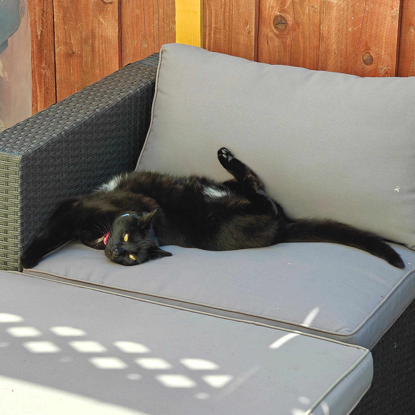 Bella joined the competition — help win amazing prizes! abyssinian, animal, architecture, armchair, blackcat, building, cat, chair, couch, cushion, furniture, homedecor, indoors, interiordesign, kitten, livingroom, manx, pet, room, wood