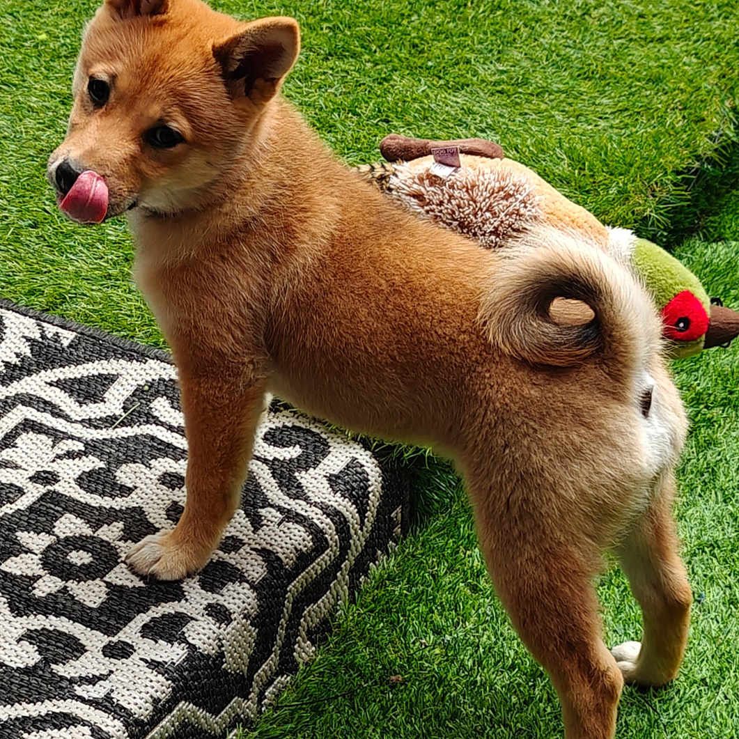 Kiki