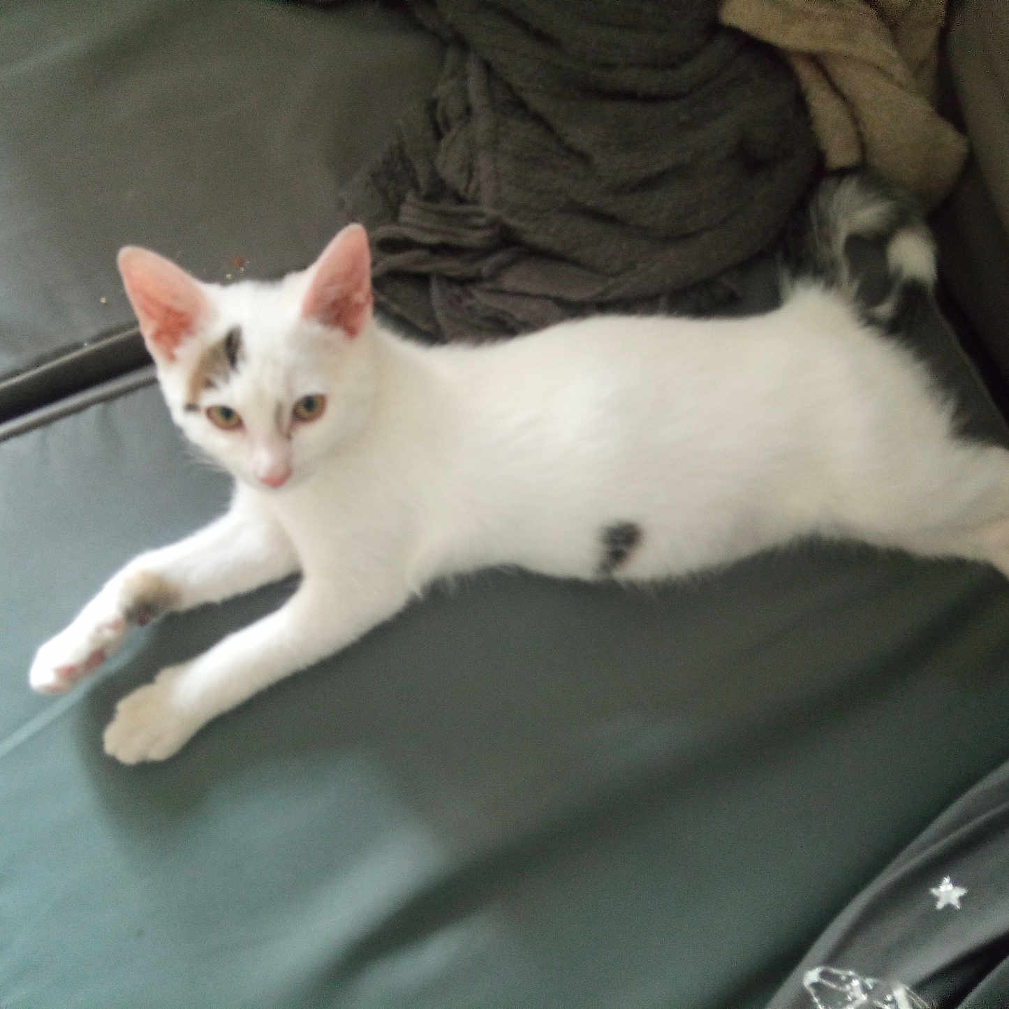 Pirate participe au concours pour gagner de l'argent avec cette photo : abyssinian, accessories, angora, animal, armchair, blanket, cat, chair, couch, cushion, furniture, homedecor, kitten, manx, person, pet, siamese, slate, strap, white