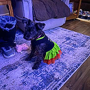 Sadie Bell joined the competition — help win amazing prizes! black_dog, blanket, chair, clothing, costume, couch, decor, dog, dress, floor, furniture, indoor, living_room, pet, rug, small_dog, sneaker, table, toy, wood_floor