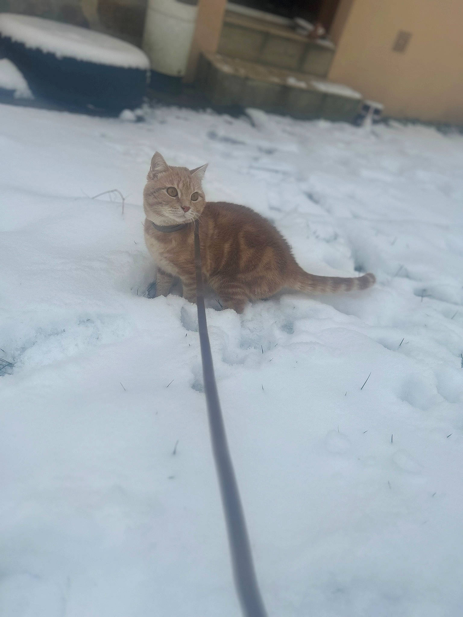 Flash a rejoint le concours — aidez-le/la à gagner de superbes lots ! carnivore, cat, comfort, domestic_short_haired_cat, event, fawn, felidae, flooring, freezing, fur, paw, small_to_medium_sized_cats, snout, snow, tail, terrestrial_animal, whiskers, wildlife, winter, wood