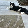 cat, black_and_white, animal, pet, outdoor, porch, concrete, rug, greenery, soil, relaxed, feline, lying_down, curious, whiskers, tail, paws, daylight, nature, domestic