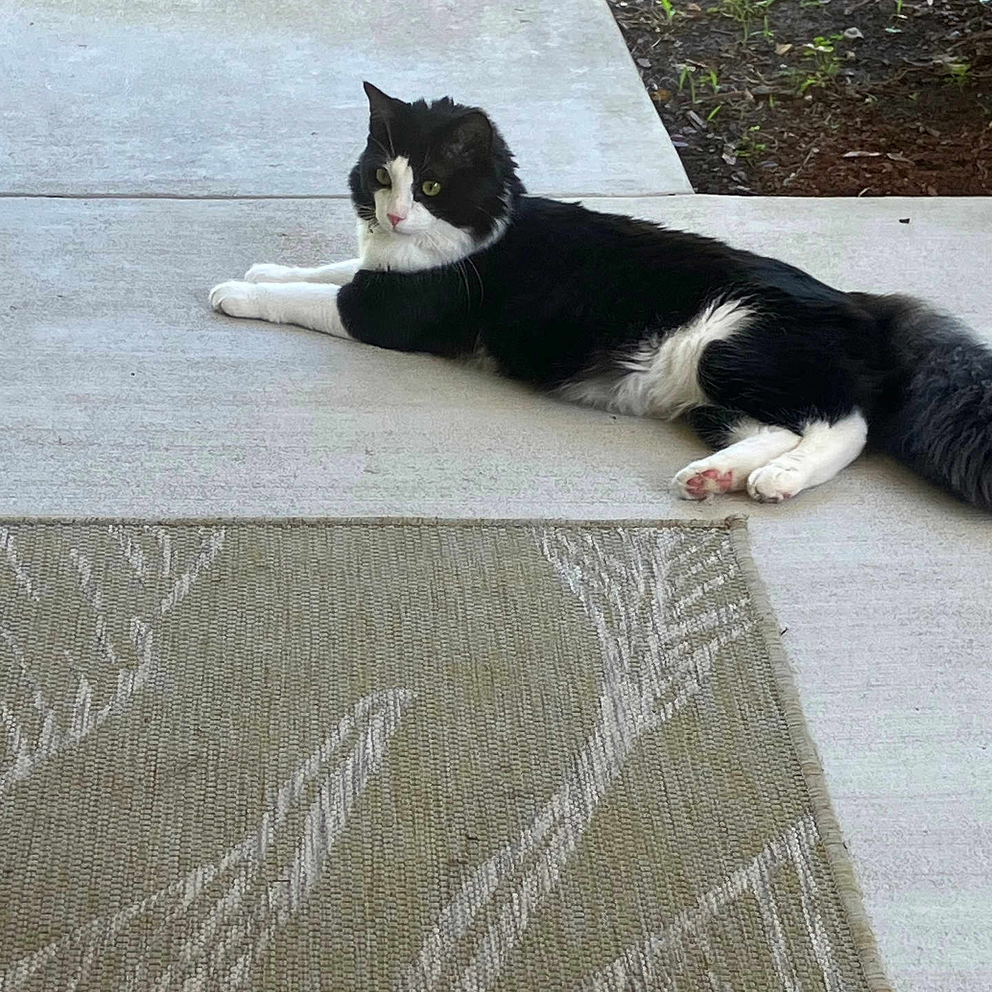 Bandit joined the competition — help win amazing prizes! cat, black_and_white, animal, pet, outdoor, porch, concrete, rug, greenery, soil, relaxed, feline, lying_down, curious, whiskers, tail, paws, daylight, nature, domestic