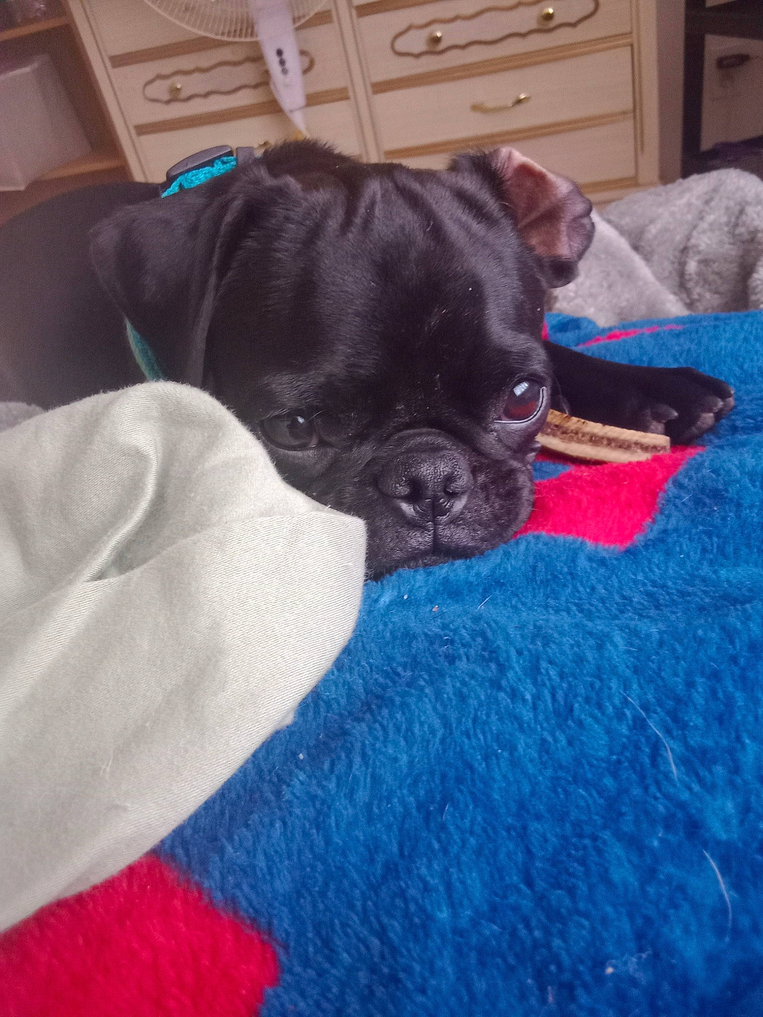 Chaquita joined the competition — help win amazing prizes! blue, cabinetry, carnivore, chest_of_drawers, comfort, companion_dog, couch, dog, dog_breed, drawer, dresser, electric_blue, fawn, pug, snout, sporting_group, toy_dog, whiskers, working_animal, wrinkle