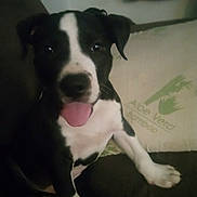 Kronos joined the competition — help win amazing prizes! dog, black_and_white, tongue_out, couch, pillow, indoor, pet, canine, sitting, playful, happy, animal, fur, ears, nose, paw, home, relaxed, companion, domestic