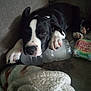 Kronos joined the competition — help win amazing prizes! puppy, dog, sleeping, black_and_white, bottle, couch, blanket, paw, resting, cozy, indoor, pet, animal, relaxing, fur, napping, cute, comfort, domestic, soft