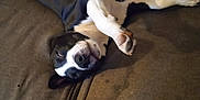 Kronos is registered to the contest to win money with this photo: dog, black_and_white, lying_down, upside_down, paws, couch, furniture, relaxed, sleepy, pet, canine, domestic_animal, indoor, resting, comfortable, fur, mammal, animal, brown, home