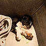 Kronos is registered to the contest to win money with this photo: dog, sleeping, couch, blanket, paw, pet, resting, fur, black_and_white, indoor, cozy, relaxation, animal, cute, companion, domestic, snuggled, soft, comfort, calm