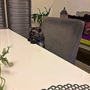 Zella is registered to the contest to win money with this photo: animal, chair, collar, curious, cute, decor, dog, domestic, furniture, gray, houseplant, indoor, looking, pet, plant, seat, small_dog, table, waiting, white