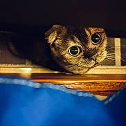 Zella is registered to the contest to win money with this photo: cat, curious, wide_eyes, dark_background, close_up, whiskers, wood, blue_foreground, pet, animal, feline, indoor, cute, looking_up, soft_light, cozy, small_space, portrait, domestic_cat, fur