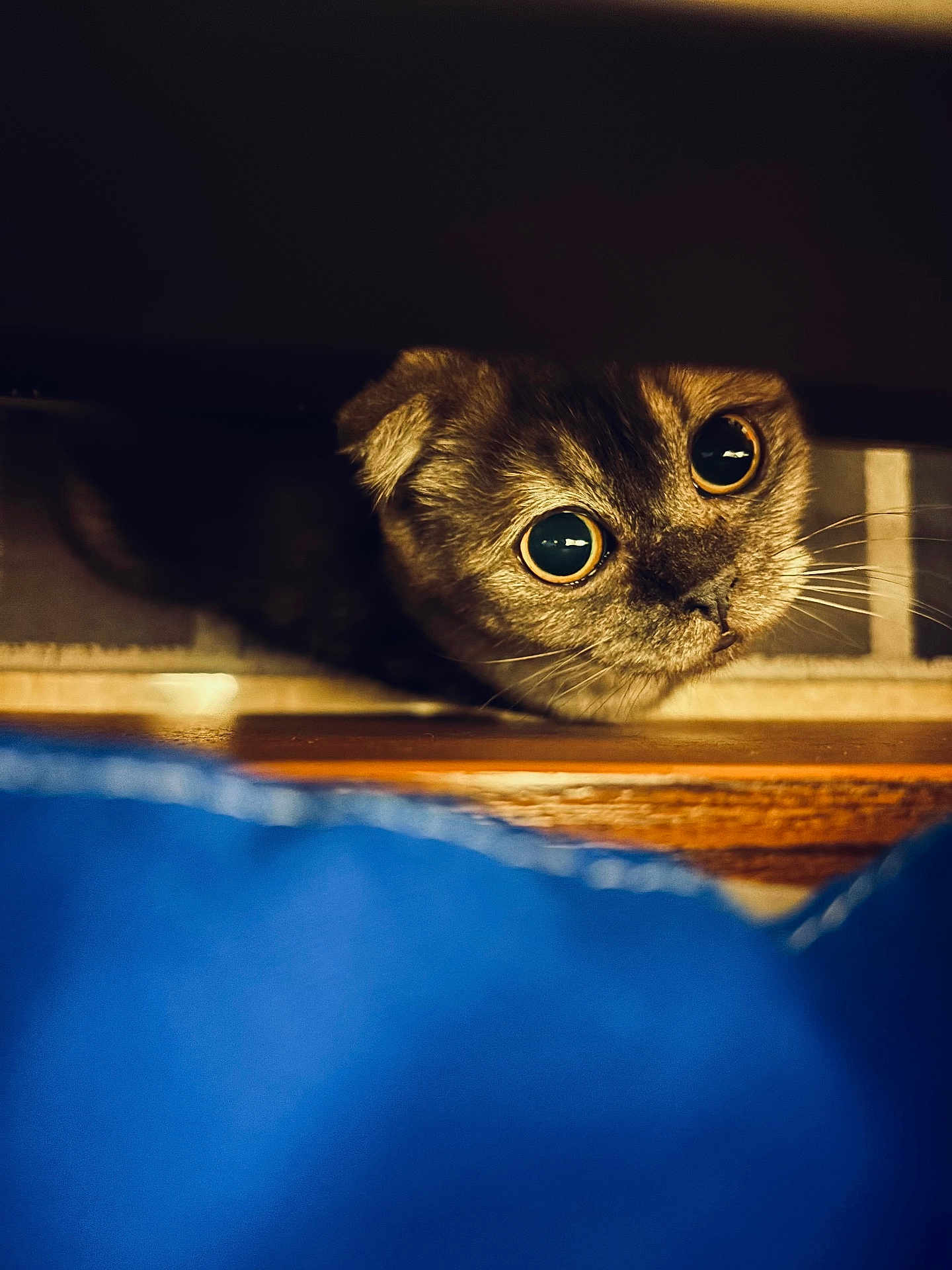 Zella is registered to the contest to win money with this photo: cat, curious, wide_eyes, dark_background, close_up, whiskers, wood, blue_foreground, pet, animal, feline, indoor, cute, looking_up, soft_light, cozy, small_space, portrait, domestic_cat, fur
