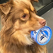 Tess a rejoint le concours — aidez-le/la à gagner de superbes lots ! dog, brown_fur, pet, animal, container, blue, mouth, closeup, indoor, furry, canine, domestic_animal, looking_away, collar, nose, ears, side_view, focus, expression, companion