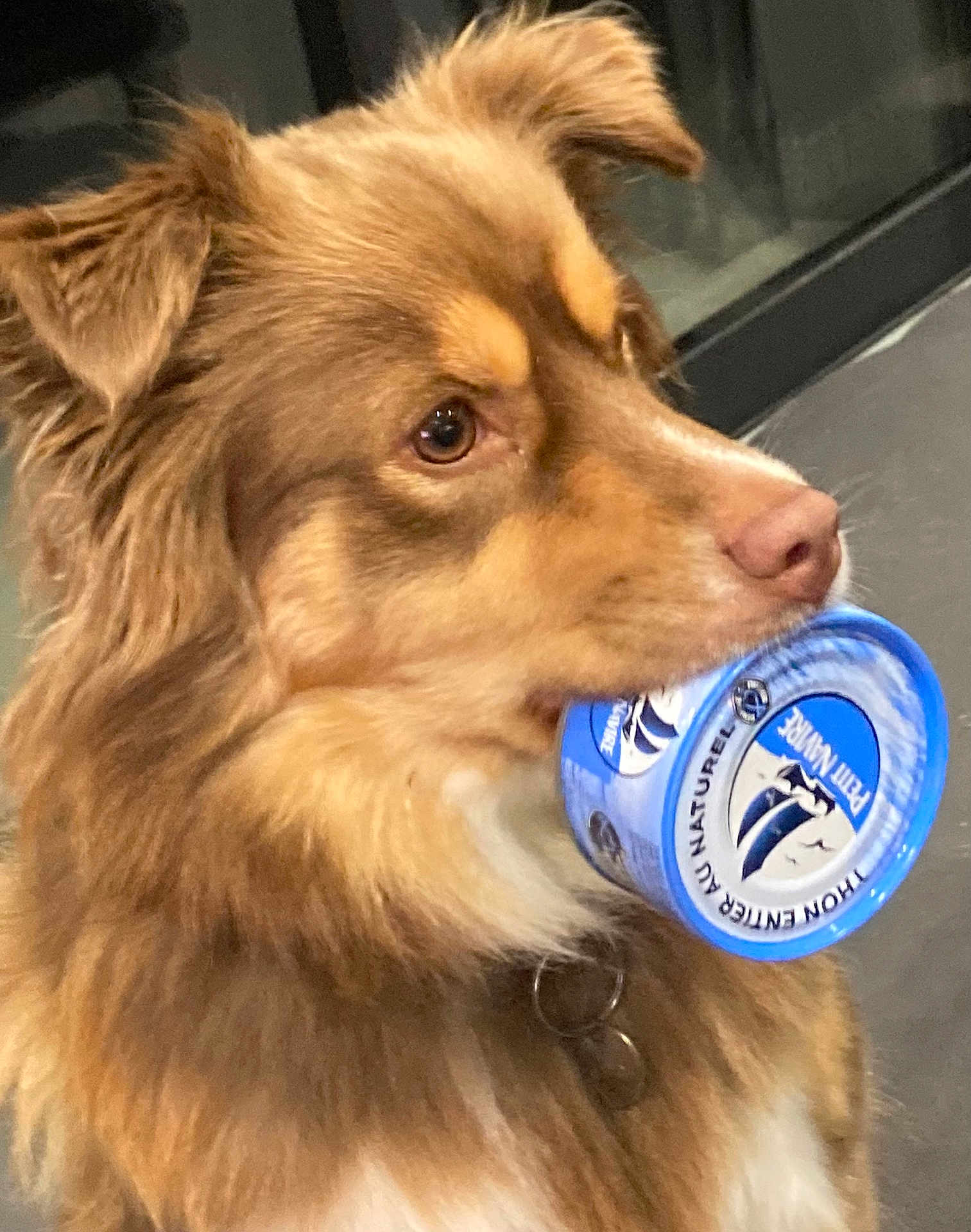 Tess a rejoint le concours — aidez-le/la à gagner de superbes lots ! dog, brown_fur, pet, animal, container, blue, mouth, closeup, indoor, furry, canine, domestic_animal, looking_away, collar, nose, ears, side_view, focus, expression, companion